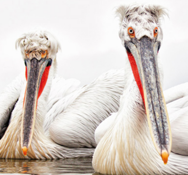 Trips: See pink Dalmatian pelicans in Kerkini National Park